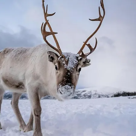 Heart Of The L Explore L Arctic Vibes