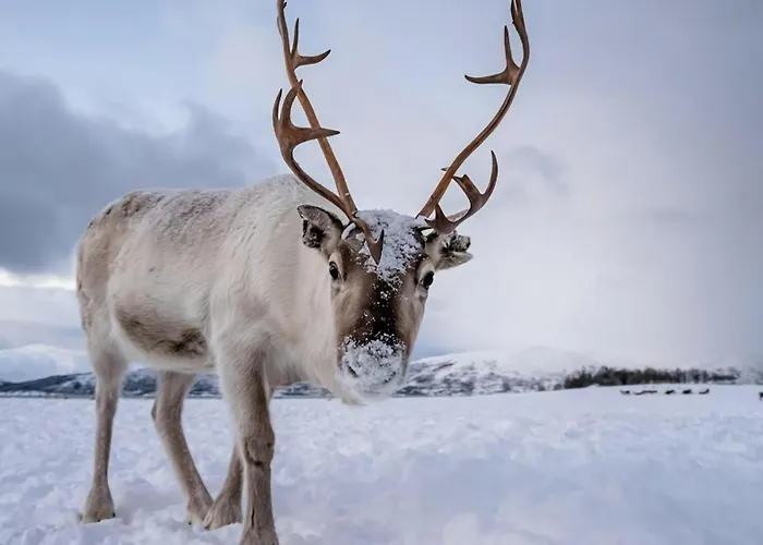 Heart Of The L Explore L Arctic Vibes